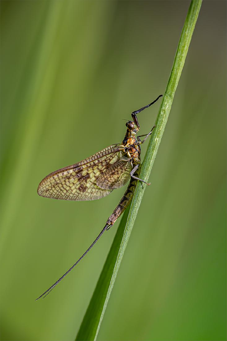 Mayfly Perching - Ben Heather