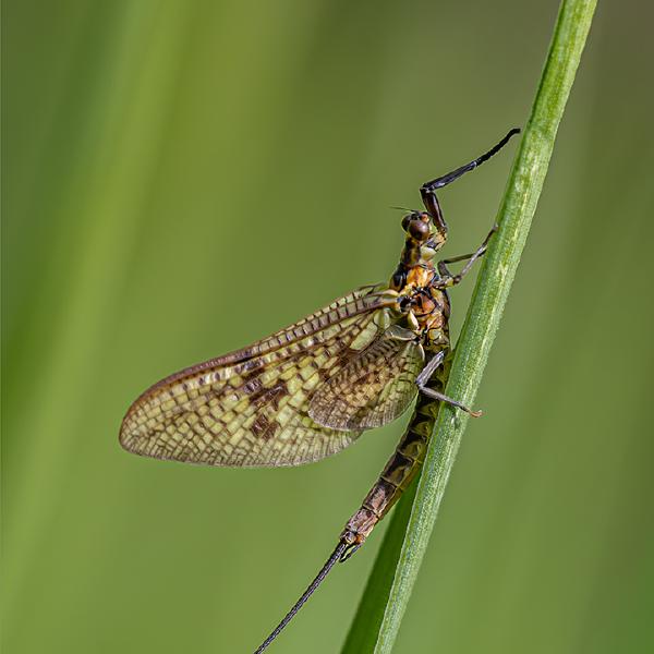 Ben Heather - Mayfly Perching