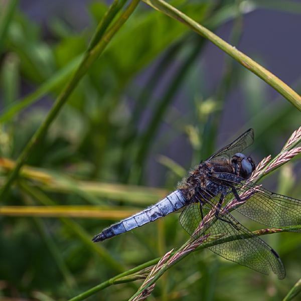 Peter Freeman - Scarce Chaser