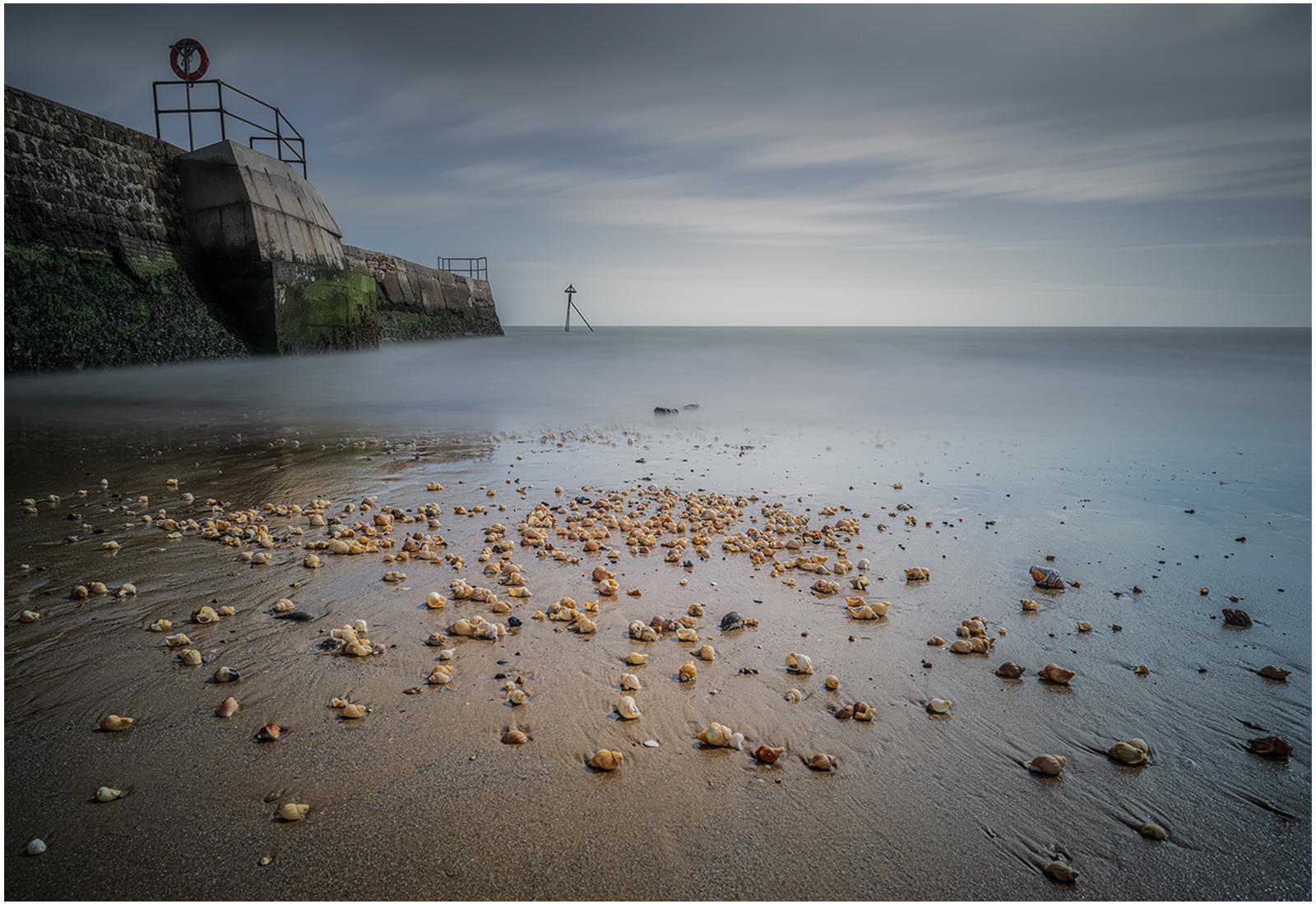Sea Shells on the Sea Shore - Mark Kench