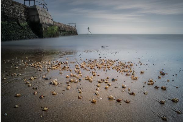 Sea Shells on the Sea Shore - Mark Kench