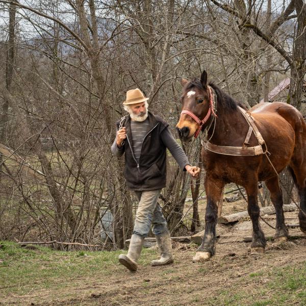 Martin Gould - The Working Horse