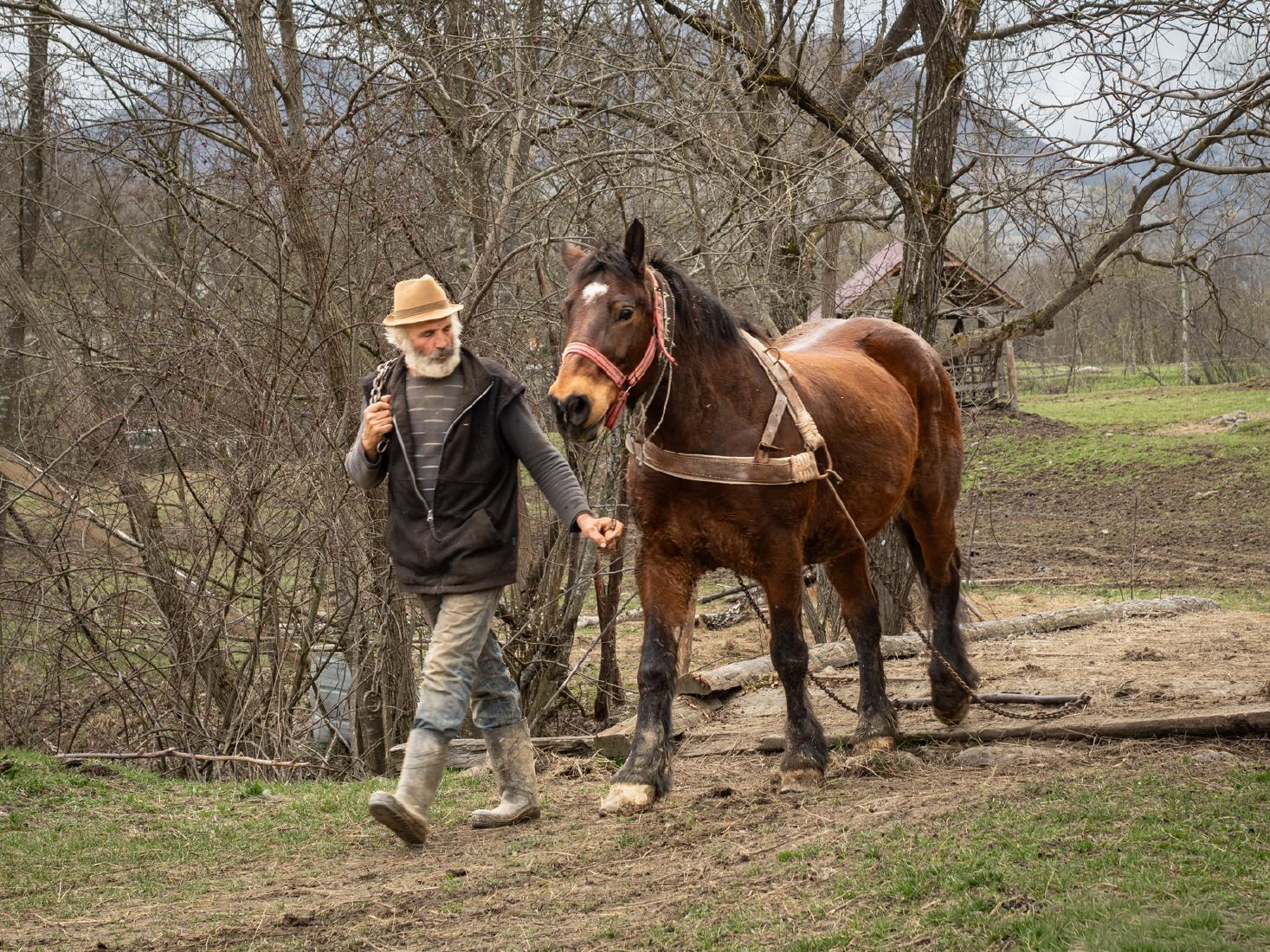 The Working Horse - Martin Gould