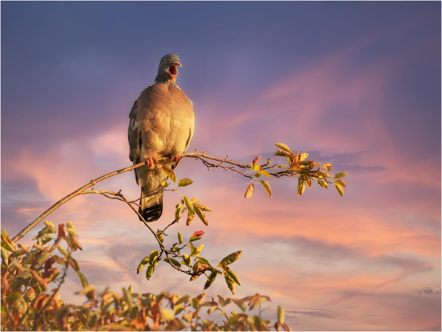 Yawn at Bedtime - Chrissie Hart