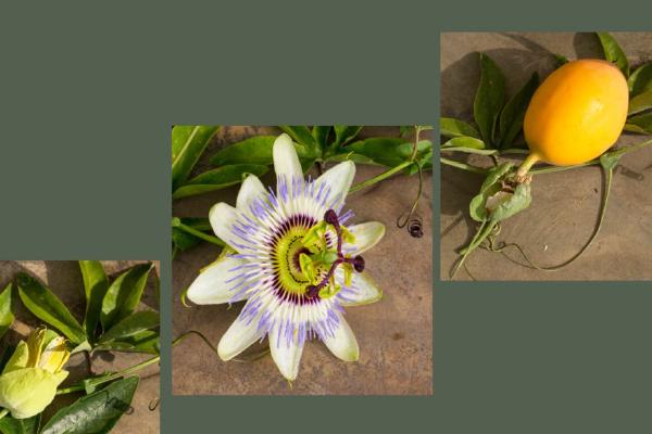 Passionflower life-cycle - Mary Battye