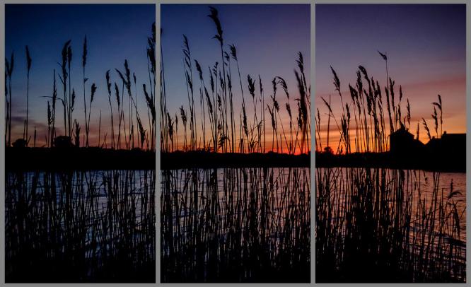 Sunset Through The Reeds - David Weller