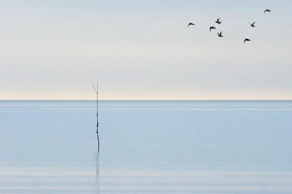 7 Birds and a Withey - Martin Heathcote