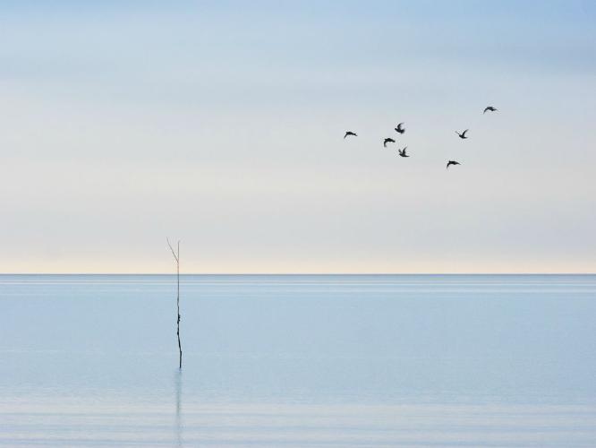 7 Birds and a Withey - Martin Heathcote