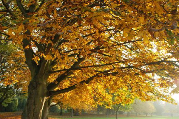 Castle Park in Autumn - Sanae Fujita