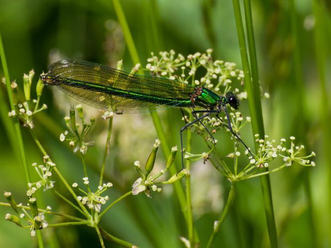 Green Dragonfly - Piers R Williams