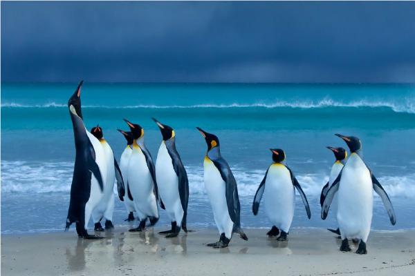 King Penguins Morning Role  Call - Derek Howes