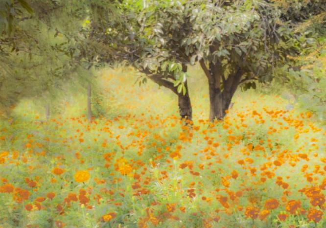 Marigold Orchard Pushkar - Colin Westgate