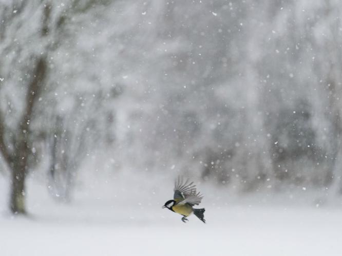 Dashing Through The Snow - Eric Dew