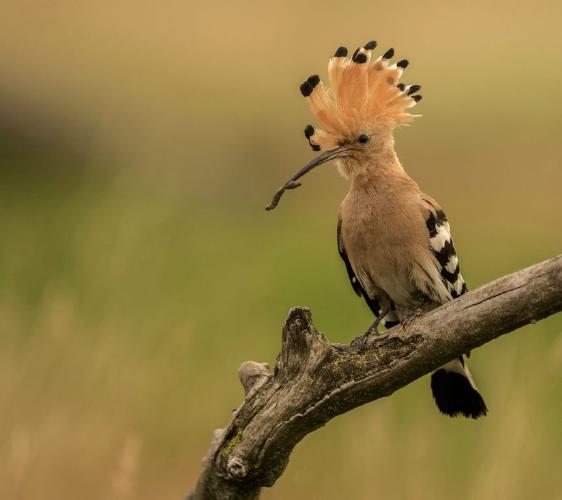 Hoopoe with caterpillar - Lynn Rix