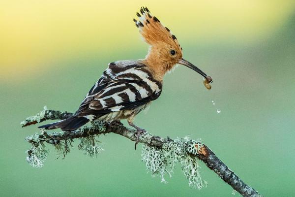 Hoopoe - Robert Macdonald