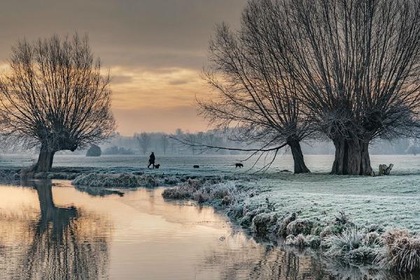 Winter morning dog walk - Colin Brett