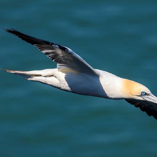 John Knapp - Adult Gannet