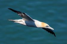 John Knapp - Adult Gannet