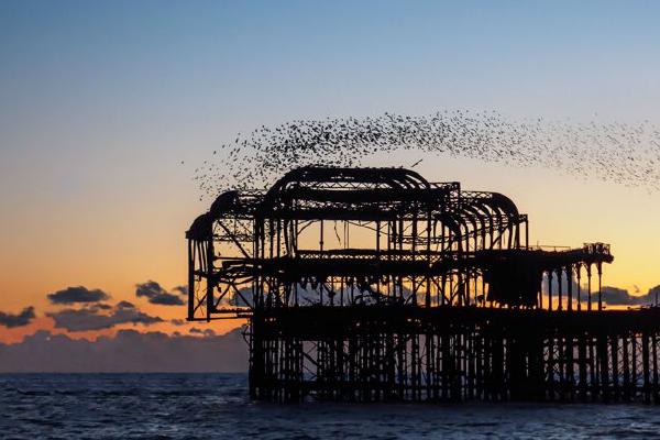 Brighton Murmuration - David Cross