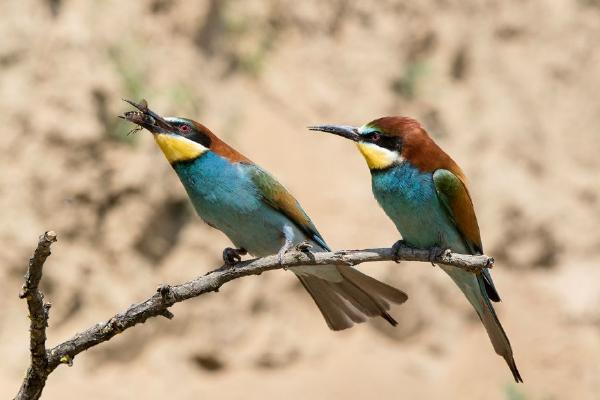 European Bee-eaters with Bee - Lynn Rix