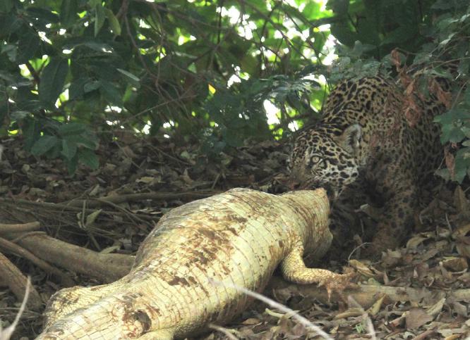 Jaguar and Large Caiman Kill - Mary Brace