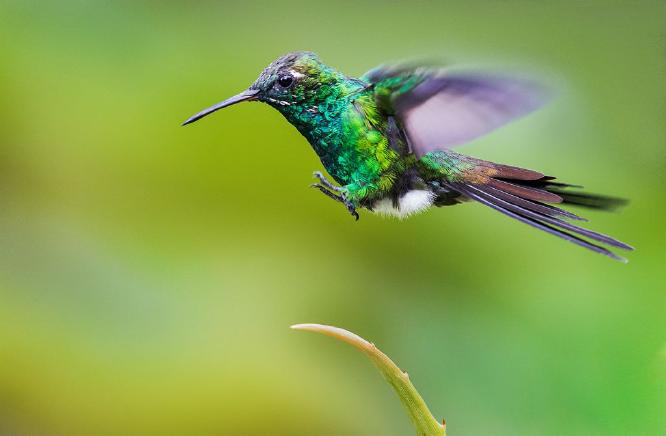 Cuban Emerald Set For Landing - Shane Leach