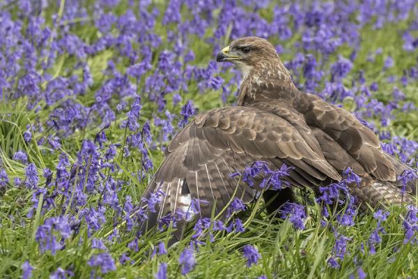 Buzzard finds its prey - Lynn Rix