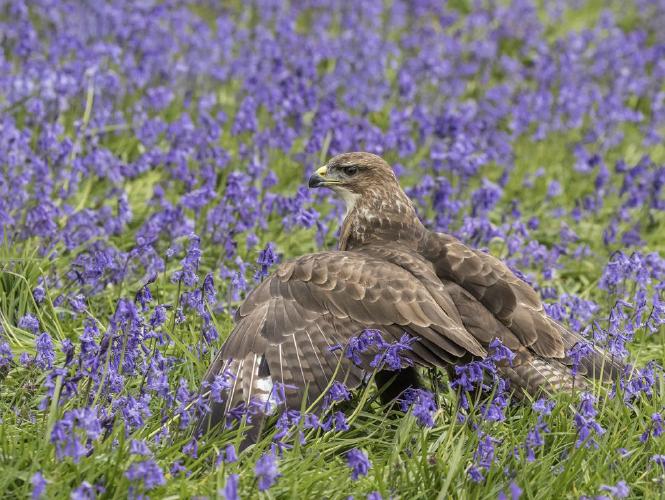 Buzzard finds its prey - Lynn Rix