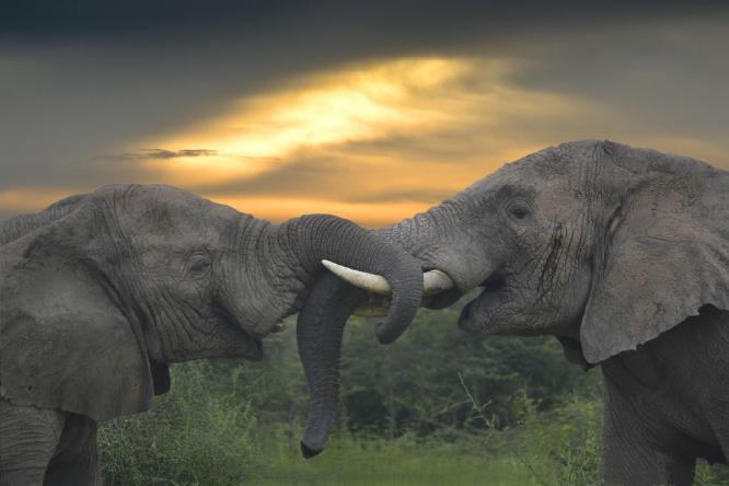 Forever Friends - David Banks