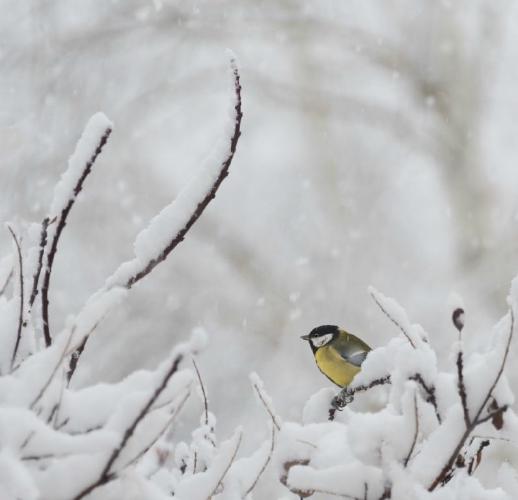 Glimpse of Colour in the Snow - Eric Dew