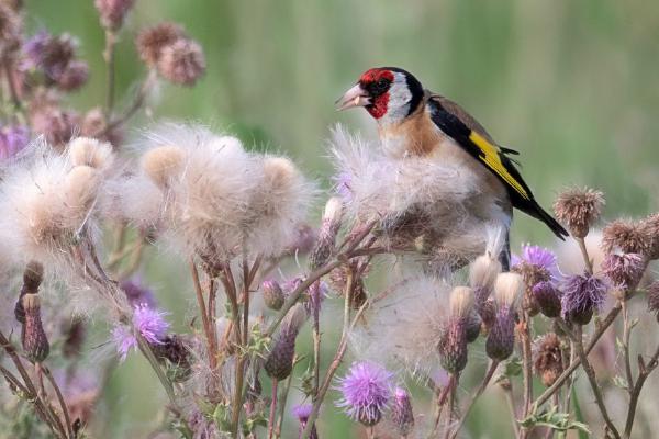 Goldfinch On Thistle - Chrissie Hart