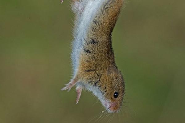 Harvest mouse about to leap - Robert Bannister