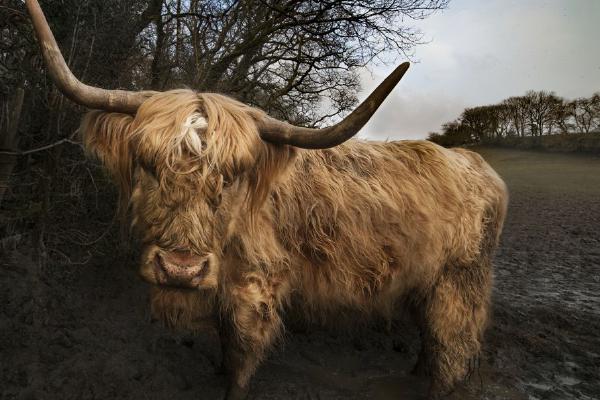 Highland Cattle In Wales - Steve Ball