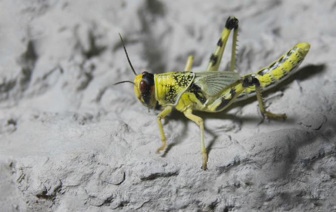 Lovely locust - Alison Pangbourne