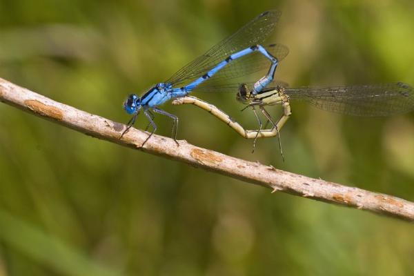 Mating Blue Damselflies - Robert Farrow