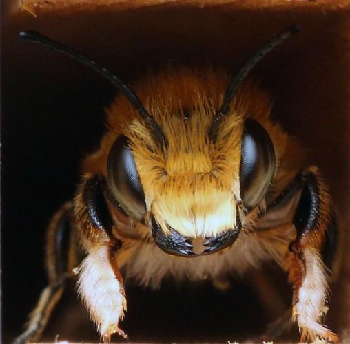 Megachile Willughbiella - Andrew Smith