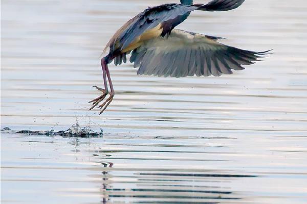 Tri-coloured Heron carrying nesting material - Derek Howes