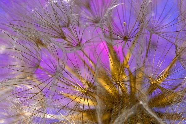 Dandelion Dawn - Robert Farrow