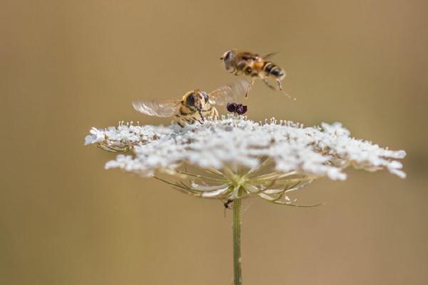 Queue for Landing - Ben Heather