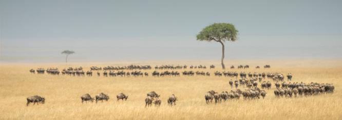 Migrating Wildebeests - Cheryl Wilkes