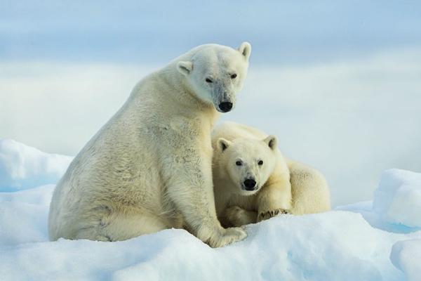 Polar Bear Mother and Cub on an Ice Flow - Marny Macdonald