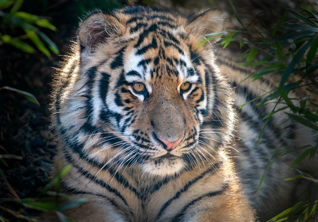 Amur Tiger Cub - Wendy Leech
