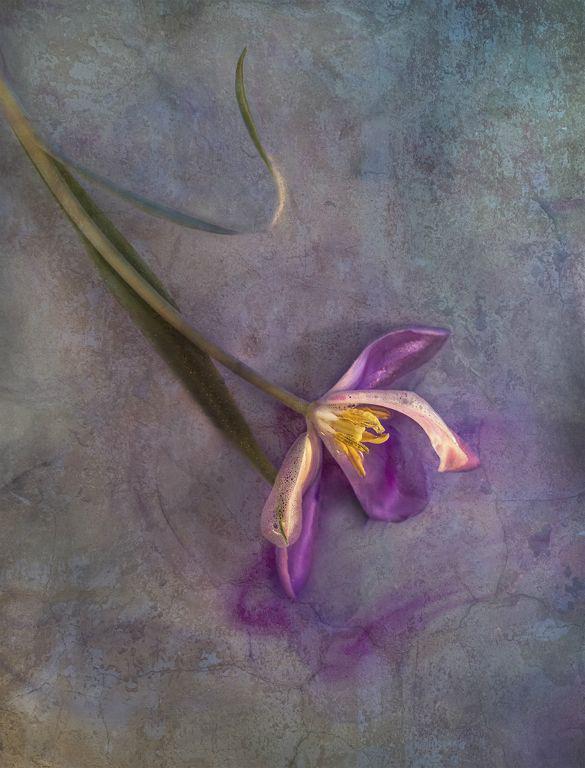 Floating Tulip - Chrissie Alexander