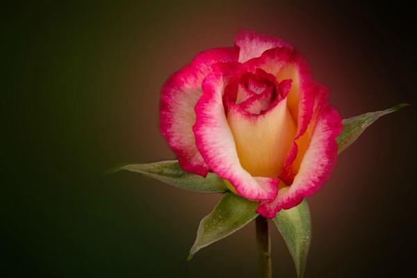 Park Rose - Jeff Scott