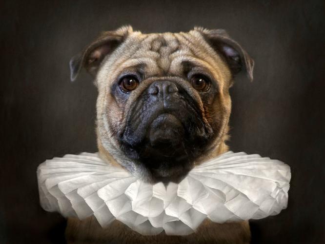 Ruff Ruff - Marcia Mellor