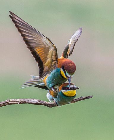 Bee eaters pairing - Robert Macdonald