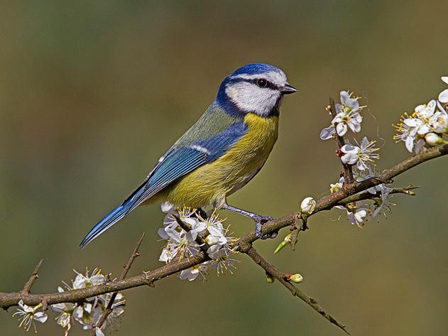 Blue tit on Blackthorn - Robert Bannister