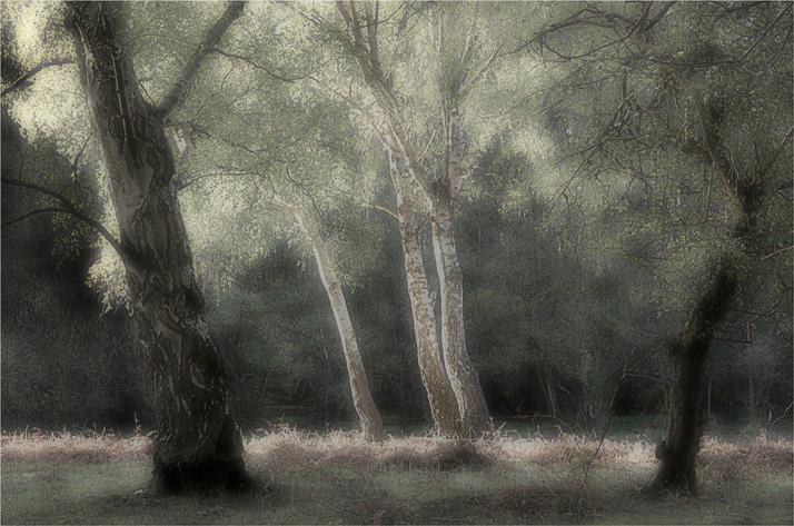 Colin Brett - Spring Birches