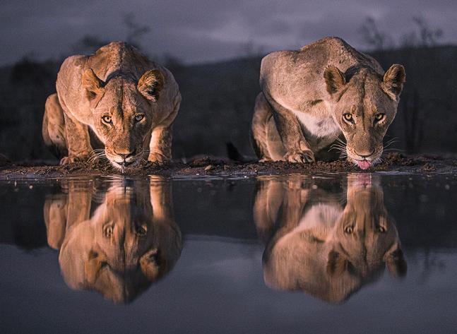 Lionesses at Water Hole - Robert Macdonald