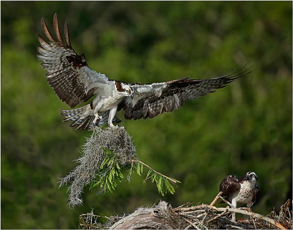 Osprey with nesting material - Derek Howes